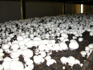 fasi-di-crescita-del-fungo_04