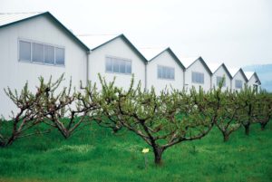 fungocesena_azienda_est