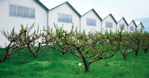 fungocesena_azienda_img