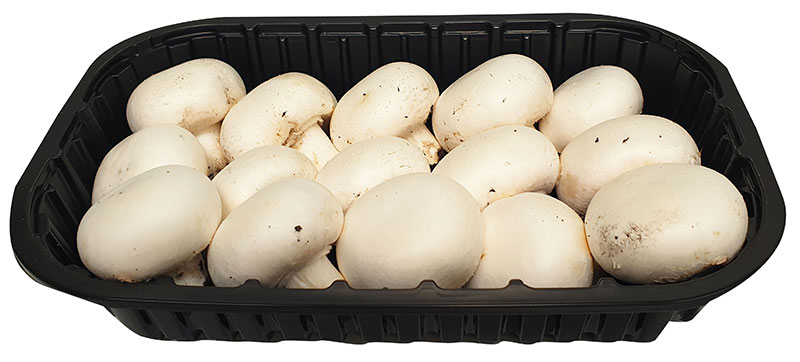 fungocesena_prodotti_champignon_cesena_extra_15