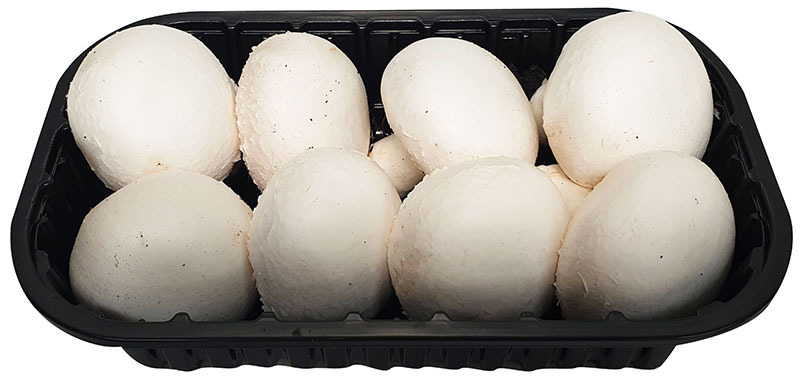 fungocesena_prodotti_champignon_cesena_extra_8