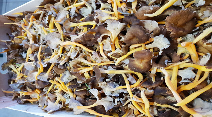 fungocesena_prodotti_funghi_bosco_finferle