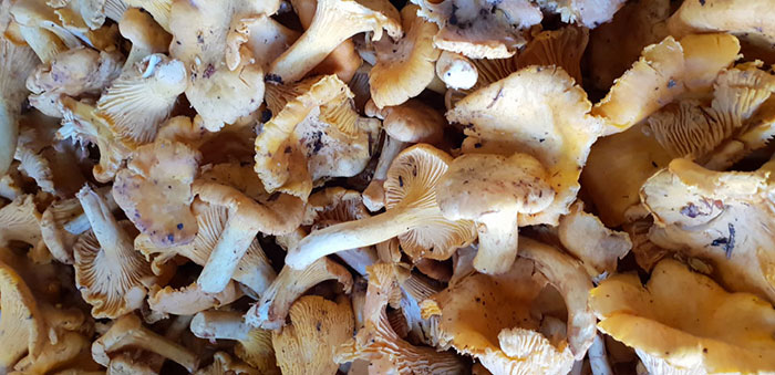 fungocesena_prodotti_funghi_bosco_galletti