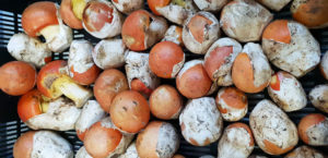 fungocesena_prodotti_funghi_bosco_ovoli