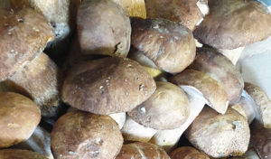 fungocesena_prodotti_funghi_bosco_porcini