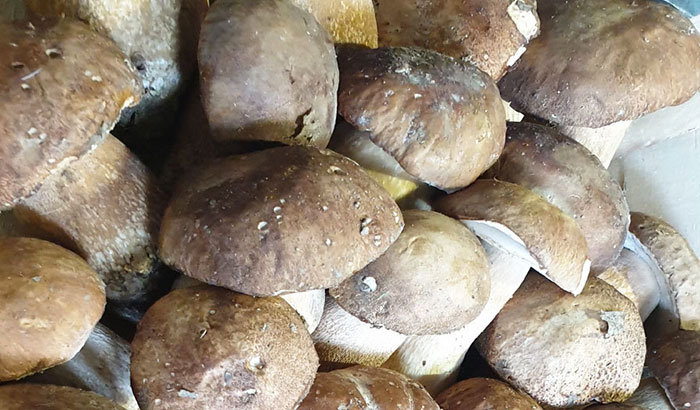 fungocesena_prodotti_funghi_bosco_porcini