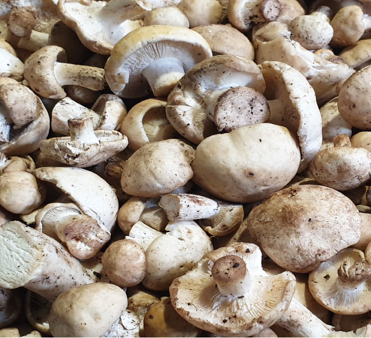 fungocesena_prodotti_funghi_bosco_prugnoli
