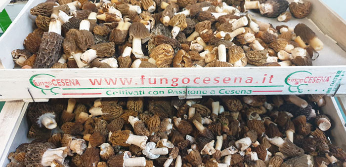 fungocesena_prodotti_funghi_bosco_spugnole