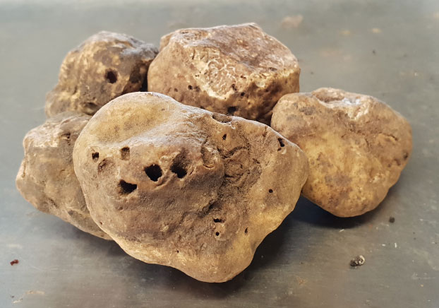 fungocesena_prodotti_funghi_bosco_tartufo_bianco