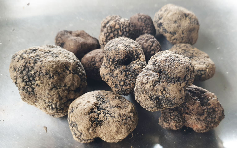 fungocesena_prodotti_funghi_bosco_tartufo_nero