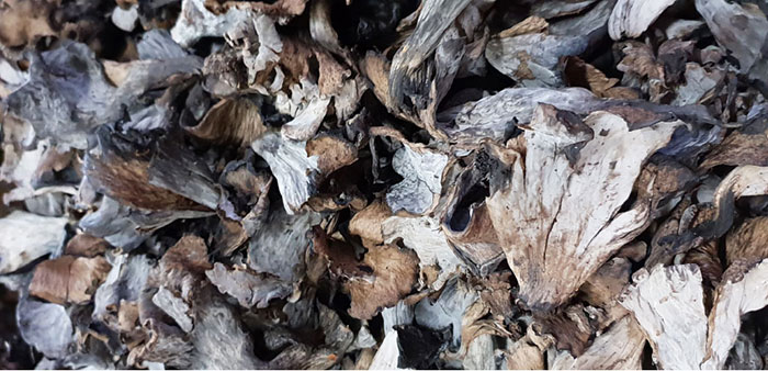 fungocesena_prodotti_funghi_bosco_trombette_dei_morti