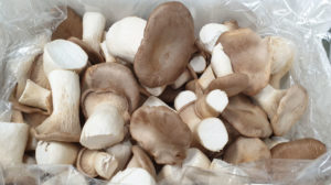 fungocesena_prodotti_funghi_coltivati_cardoncelli