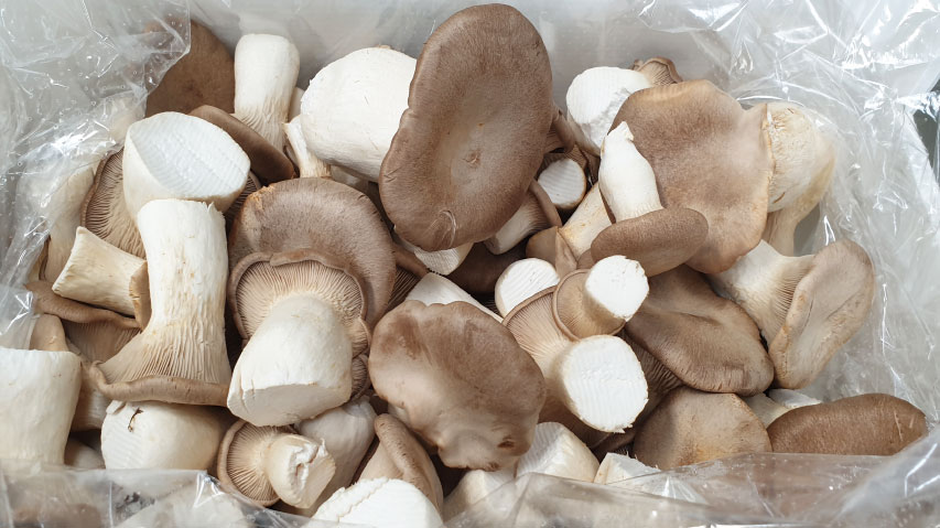 fungocesena_prodotti_funghi_coltivati_cardoncelli