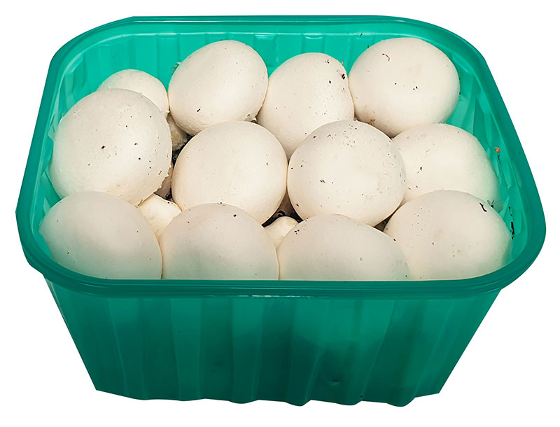 fungocesena_prodotti_funghi_coltivati_champignon_350_grammi