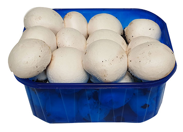 fungocesena_prodotti_funghi_coltivati_champignon_500_grammi