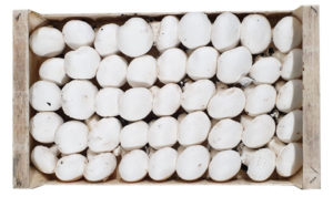 fungocesena_prodotti_funghi_coltivati_champignon_5_file_fiorone