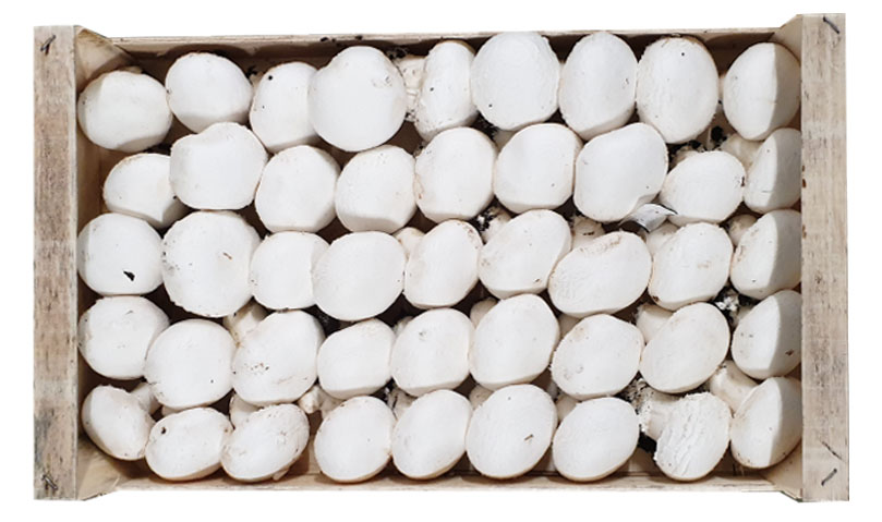 fungocesena_prodotti_funghi_coltivati_champignon_5_file_fiorone