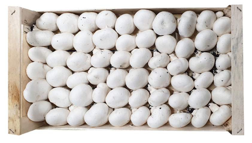 fungocesena_prodotti_funghi_coltivati_champignon_6_file_fioroncello