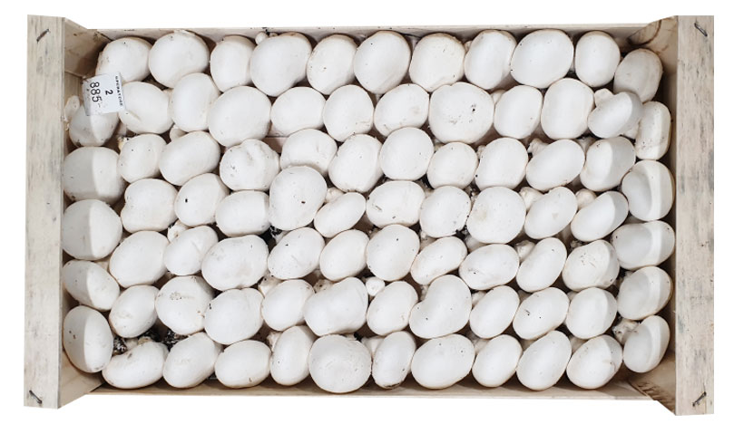 fungocesena_prodotti_funghi_coltivati_champignon_7_file