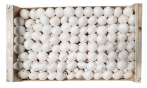 fungocesena_prodotti_funghi_coltivati_champignon_8_file