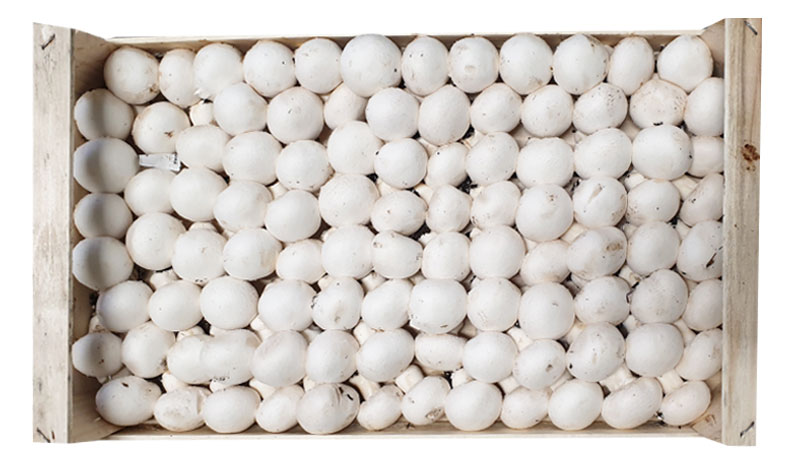 fungocesena_prodotti_funghi_coltivati_champignon_8_file
