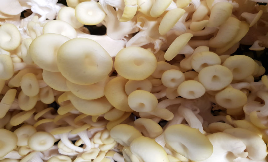 fungocesena_prodotti_funghi_coltivati_cornucopie