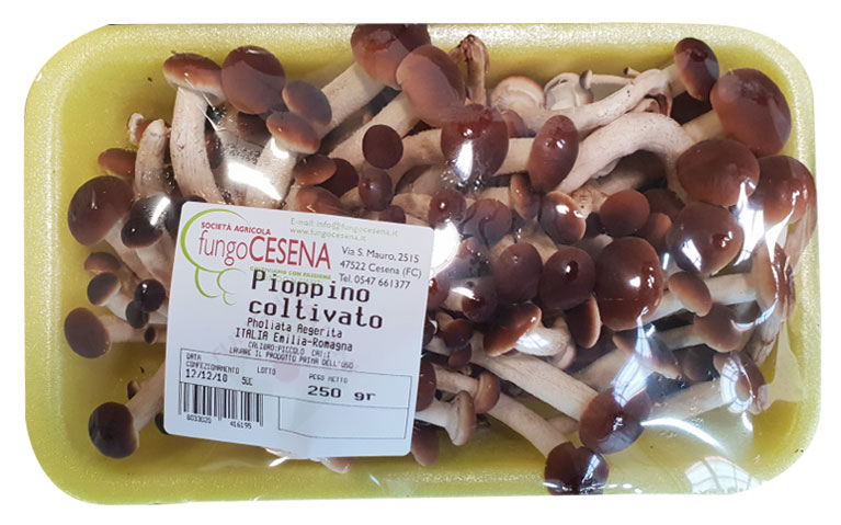 fungocesena_prodotti_funghi_coltivati_pioppini