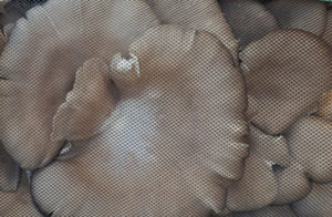 fungocesena_prodotti_funghi_coltivati_pleurotus_sfusi