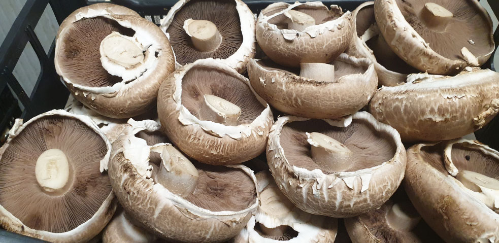 fungocesena_prodotti_funghi_coltivati_portobello