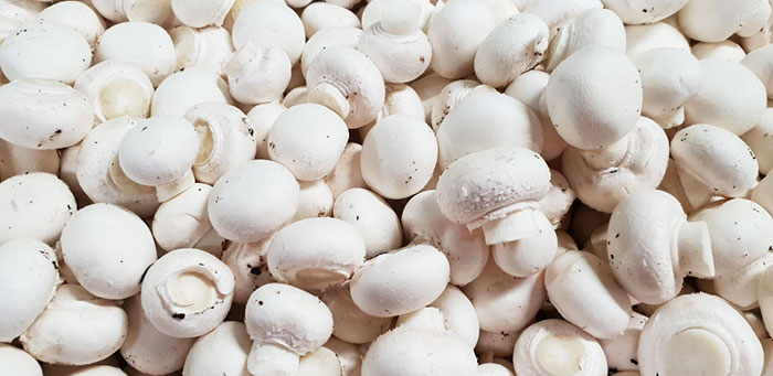 fungocesena_prodotti_funghi_trasformati_champignon_sgambati