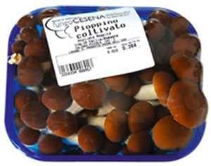 fungocesena_prodotti_vari_FUNGHI-PIOPPINI-IN-VASCHETTA-DA-250-GR