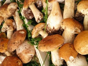fungocesena_prodotti_vari_FUNGHI-PORCINI
