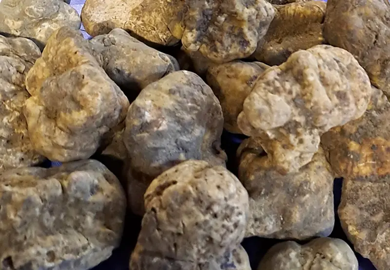 Fungo_Cesena_I_Nostri_Funghi_TARTUFO DI STAGIONE-1